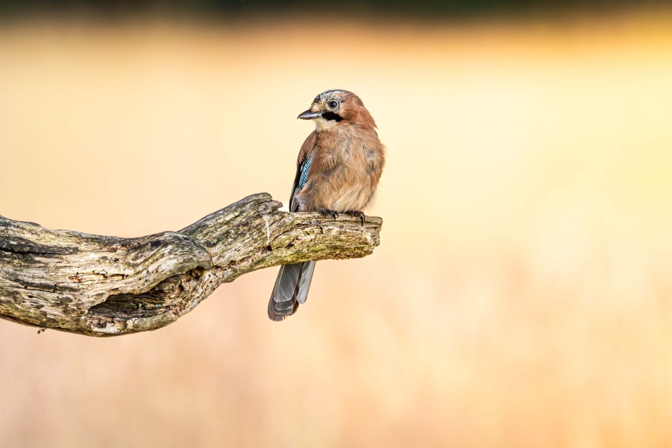 View: Wildlife Photography Workshop